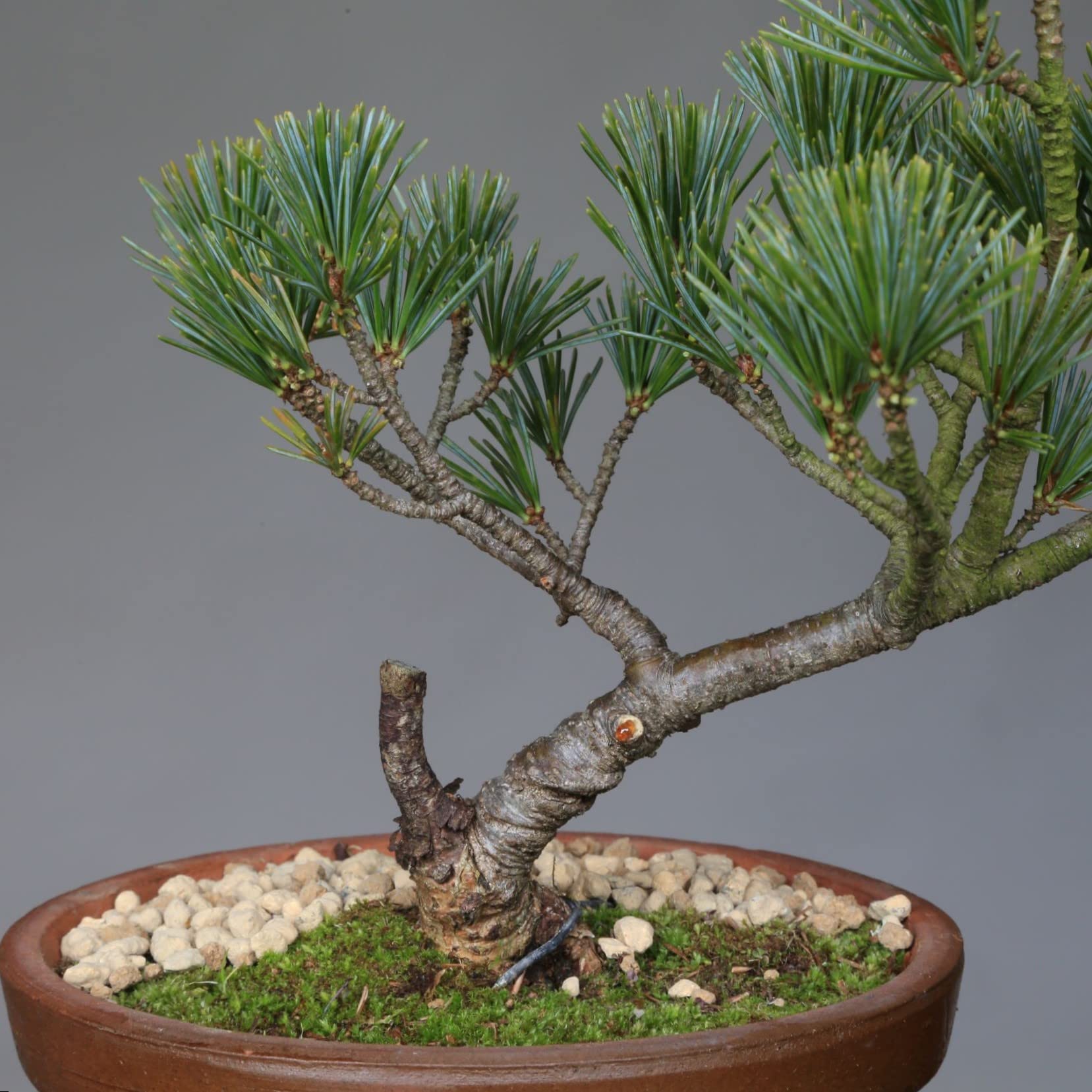 吾妻五葉松 』大巓性／樹高14.5㎝／小品盆栽／五葉松 』